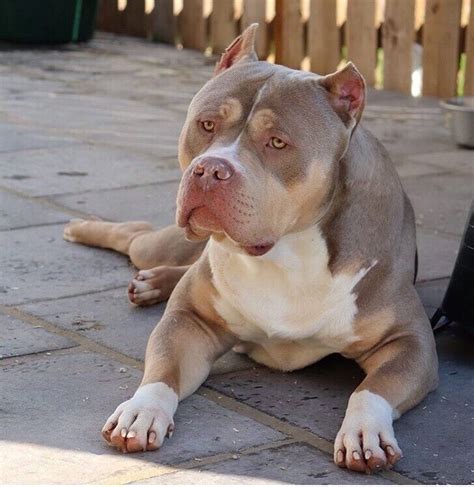 ft am pk qc. . Xl american bully puppies for sale hoobly